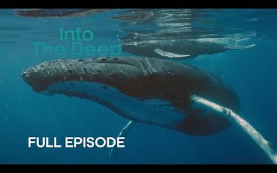 Are Humpback Whales the Pop Stars of the Ocean? | Into The Deep | BBC Earth