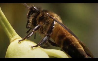 Honey Hunters vs Bees and Tigers | Ganges | BBC Earth