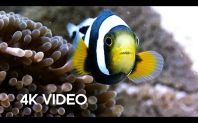 Amazing Clownfish Teamwork | 4K UHD | Blue Planet II | BBC Earth