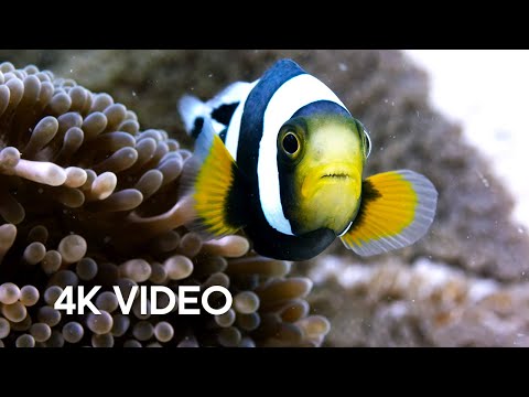 Amazing Clownfish Teamwork | 4K UHD | Blue Planet II | BBC Earth