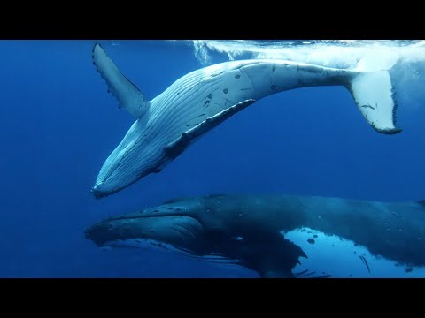 Baby Whale Playtime Gets Dangerous | Spy In The Ocean | BBC Earth