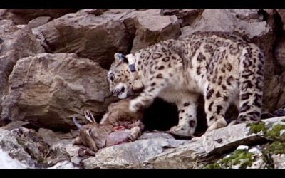 Incredible Snow Leopard Hunting Technique | Snow Leopard: Beyond the Myth | BBC Earth