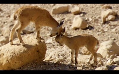 Baby Ibex vs Fox on a Cliff Edge | Growing Up Wild | BBC Earth