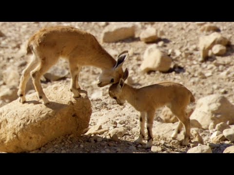 Baby Ibex vs Fox on a Cliff Edge | Growing Up Wild | BBC Earth