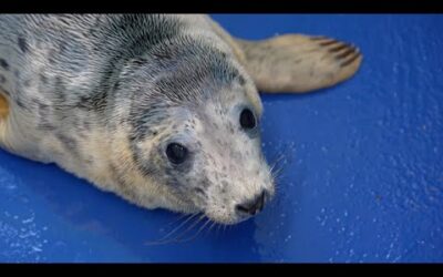 Rescuing Cute Baby Seal Pups | 24 Hours With | BBC Earth