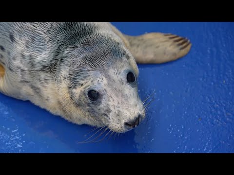 Rescuing Cute Baby Seal Pups | 24 Hours With | BBC Earth