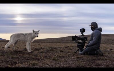 Filming a Pack of Arctic Wolves | Planet Earth III Behind The Scenes | BBC Earth