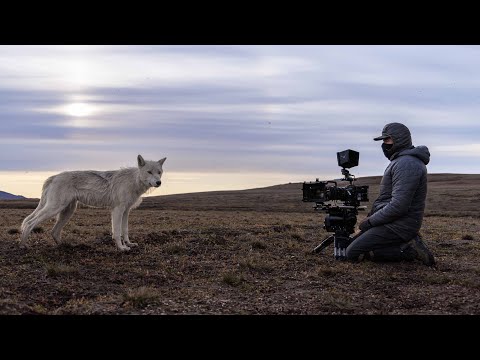 Filming a Pack of Arctic Wolves | Planet Earth III Behind The Scenes | BBC Earth