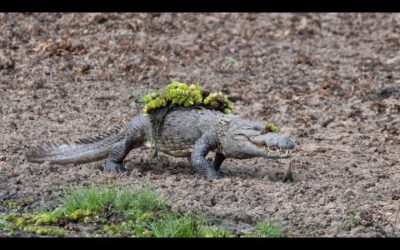 Mugger Crocodile Ambushes Deer at Watering Hole | Planet Earth III | BBC Earth