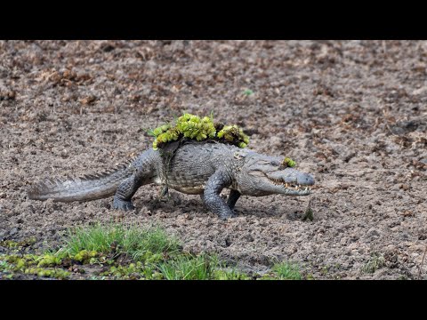 Mugger Crocodile Ambushes Deer at Watering Hole | Planet Earth III | BBC Earth