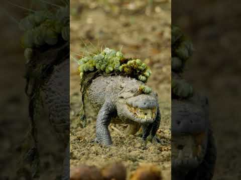 The MVPs of the watering hole 🐊 #PlanetEarth3