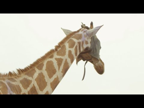 Wild Giraffe Relocated To New Home | Saving Giraffes part 3 | Africa’s Gentle Giants | BBC Earth