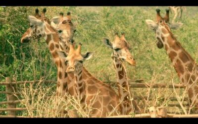 Six Giraffes Cross the Nile on a Boat | Saving Giraffes Part 4 | Africa’s Gentle Giants | BBC Earth