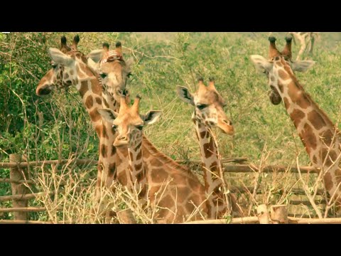 Six Giraffes Cross the Nile on a Boat | Saving Giraffes Part 4 | Africa’s Gentle Giants | BBC Earth