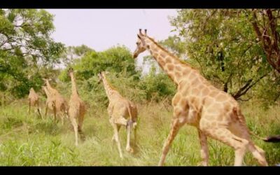 Giraffes Released into New Home | Saving Giraffes Part 5 | Africas Gentle Giants | BBC Earth