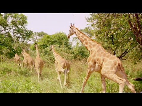 Giraffes Released into New Home | Saving Giraffes Part 5 | Africas Gentle Giants | BBC Earth