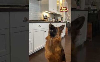 Myles Garrett’s dogs show off their treat catching skills 🐶