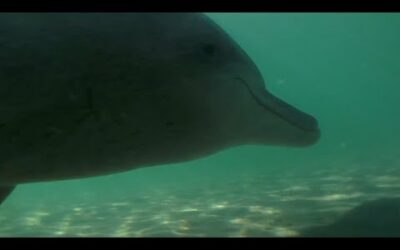 Samu the Baby Dolphin | Dolphins of Shark Bay | BBC Earth