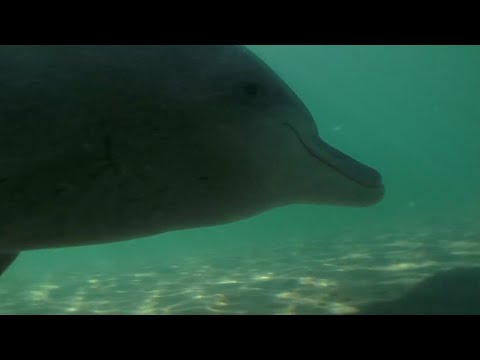 Samu the Baby Dolphin | Dolphins of Shark Bay | BBC Earth