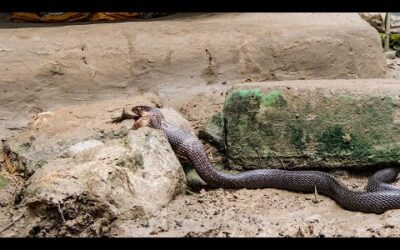 Cobra vs Toad | Planet Earth III | BBC Earth