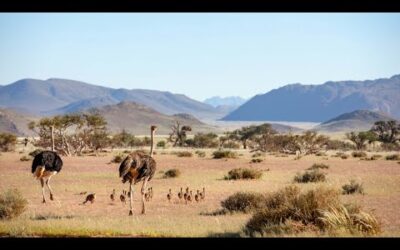 Sir David Attenborough on the Planet Earth series | PlanetEarth III | BBC Earth