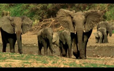 Why Wildlife Filmmaking Is So Important | Planet Earth III Behind The Scenes | BBC Earth