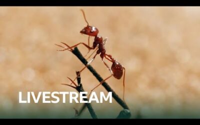 LIVE 🔴 The Tiny World Of Insects