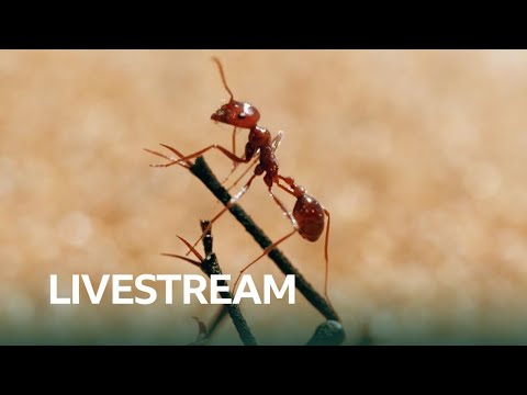 LIVE 🔴 The Tiny World Of Insects