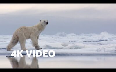 Hungry Polar Bear Ambushes Seal | 4K UHD | The Hunt | BBC Earth