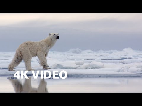 Hungry Polar Bear Ambushes Seal | 4K UHD | The Hunt | BBC Earth