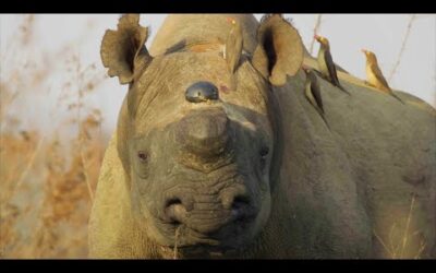 Why Removing a Rhino’s Horn Might Just Save it | Planet Earth III Behind The Scenes | BBC Earth