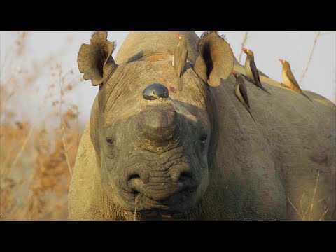 Why Removing a Rhino’s Horn Might Just Save it | Planet Earth III Behind The Scenes | BBC Earth