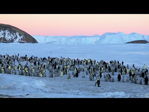 A Snowy Safari with Winter Wildlife | BBC Earth