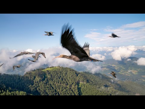 Endangered Birds Learn To Fly | Planet Earth III | BBC Earth