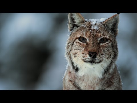 The Surprising Benefits of Protecting Predators | Our Planet Earth | BBC Earth