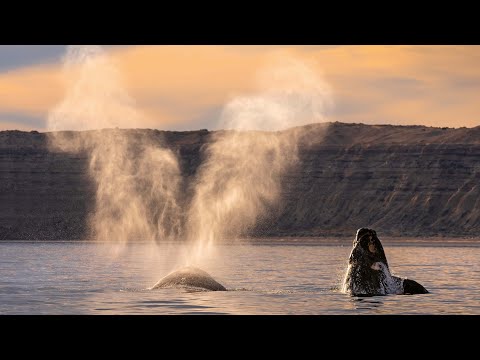 15 Minutes of Relaxing Footage from Planet Earth III | Planet Earth III | BBC Earth