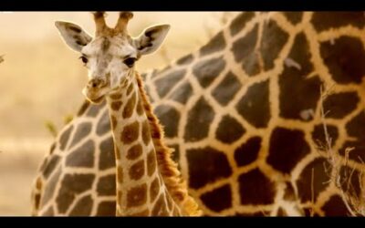 Giraffes Taken to Safety from Oil Site | Saving Giraffes Part 2 | Africa’s Gentle Giants | BBC Earth