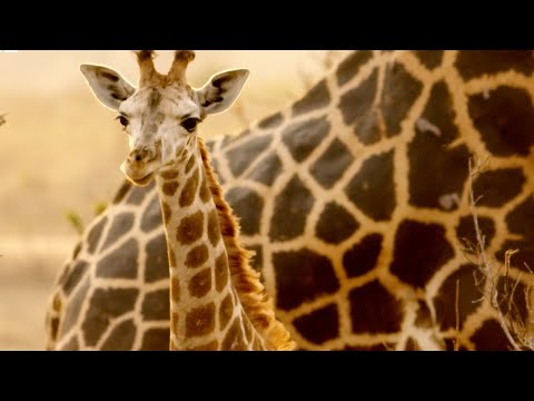 Giraffes Taken to Safety from Oil Site | Saving Giraffes Part 2 | Africa’s Gentle Giants | BBC Earth