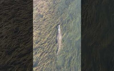 Your ex sliding into your DMs be like a saltwater croc on patrol in Australia