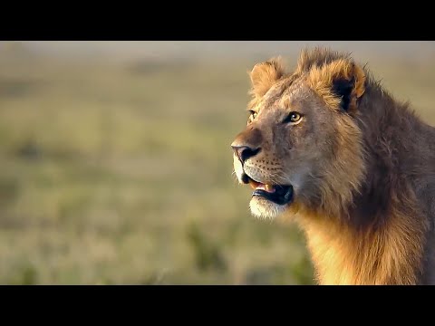 The Animal Packs of Our Animal Kingdom | BBC Earth