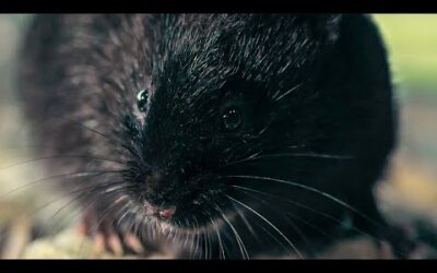 Water Vole’s Perilous Journey | Big Little Journeys | BBC Earth