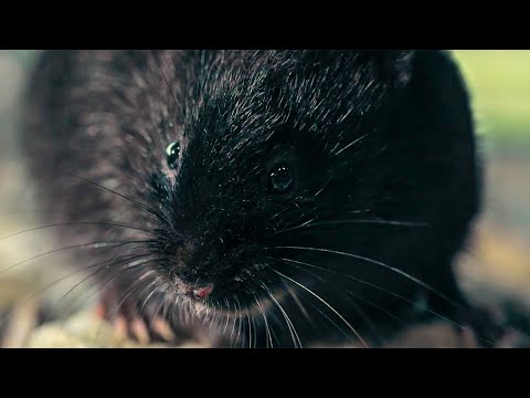 Water Vole’s Perilous Journey | Big Little Journeys | BBC Earth