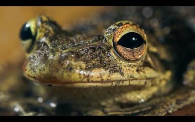 The Tranquil Forests of Cuba | The Wild Place | BBC Earth