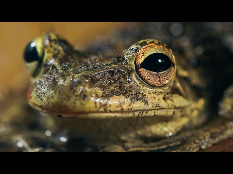 The Tranquil Forests of Cuba | The Wild Place | BBC Earth