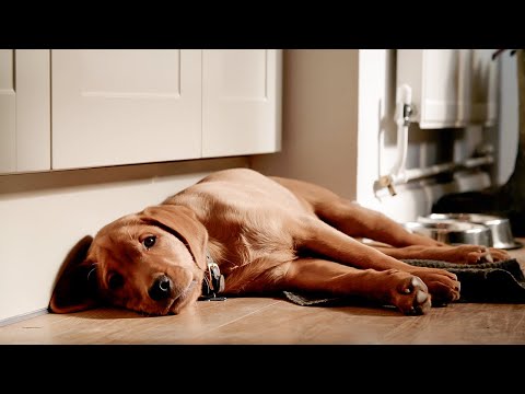 Puppy’s First Time Home Alone | Wonderful World of Puppies | BBC Earth