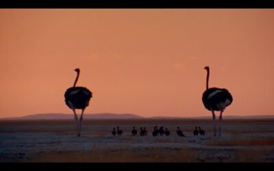 Raising Ostrich Chicks | Natural World: Wild Mothers and Babies | BBC Earth