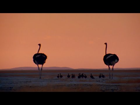 Raising Ostrich Chicks | Natural World: Wild Mothers and Babies | BBC Earth