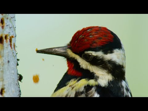 Cheeky Hummingbird Profits from Sap Suckers’ Hard Work | Seasonal Wonderlands | BBC Earth