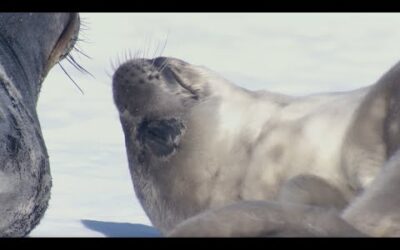 Two-Week-Old Seal Learns to Swim | Animal Super Parents | BBC Earth