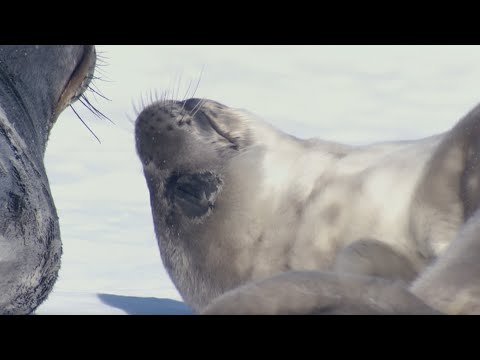 Two-Week-Old Seal Learns to Swim | Animal Super Parents | BBC Earth